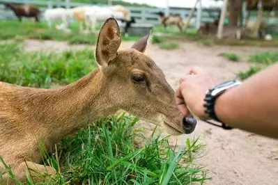 deer at petting zoo