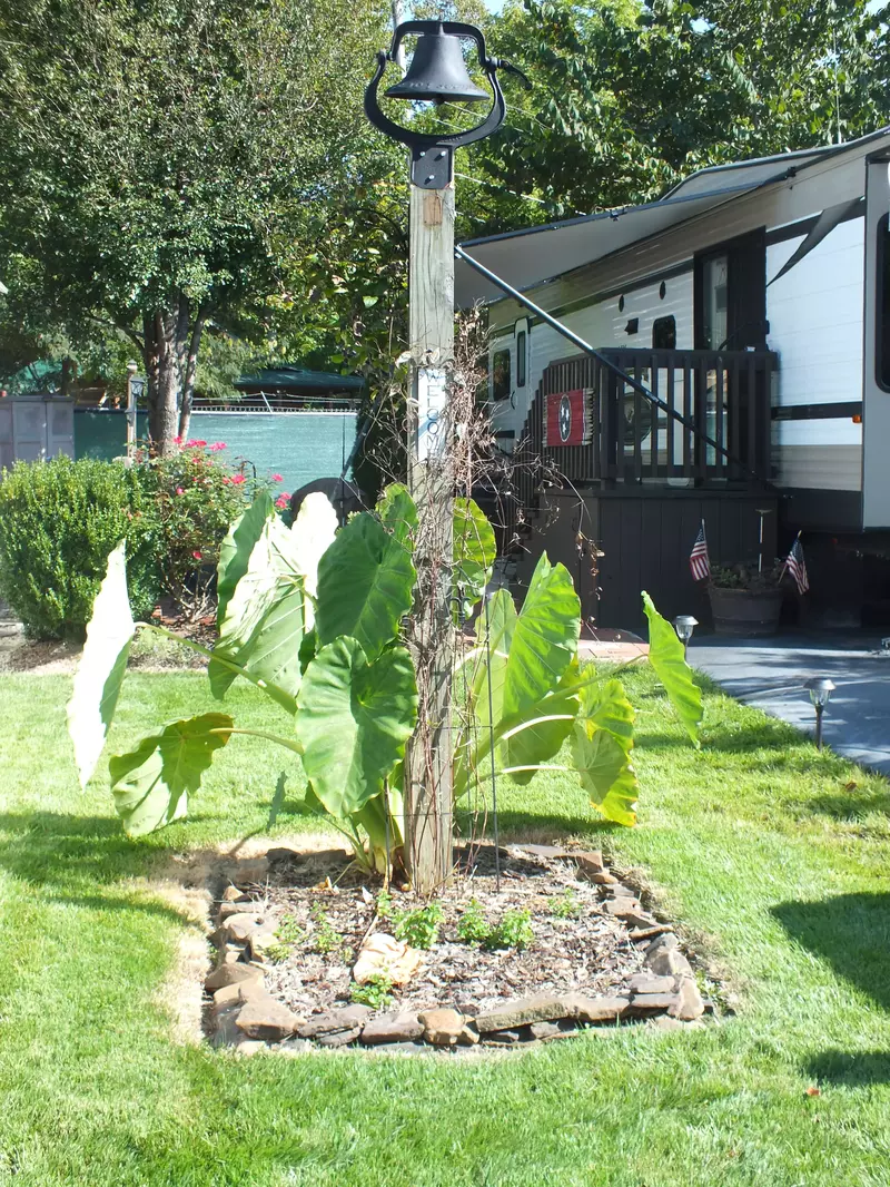 Yard