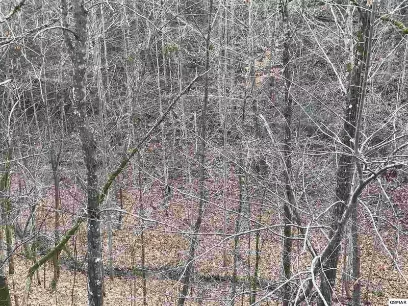 View From Back Porch