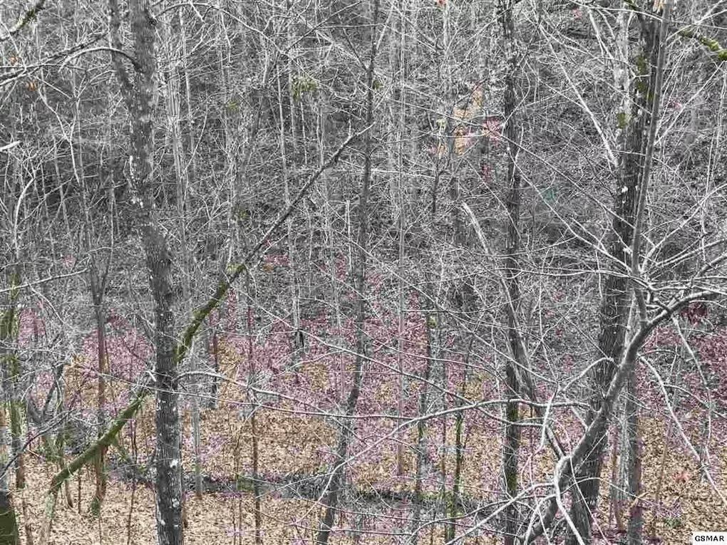 View From Back Porch