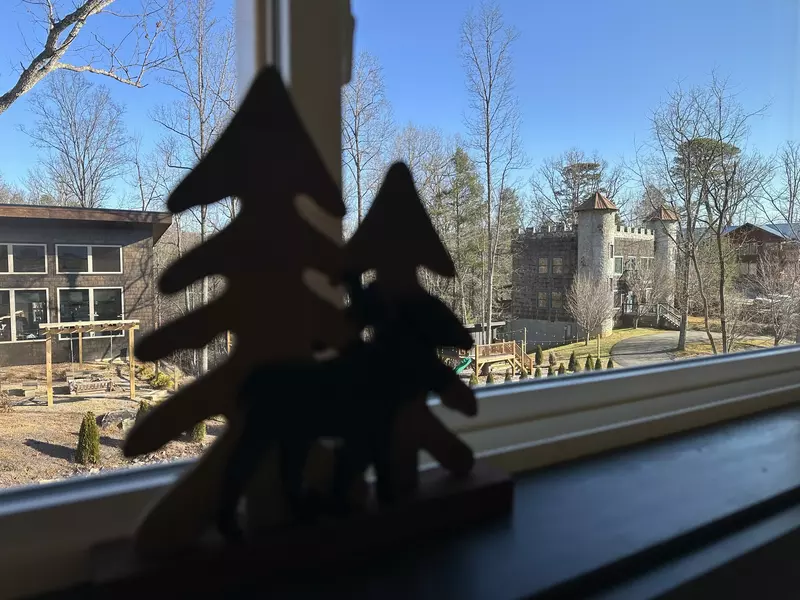 Seven bears in the Woods