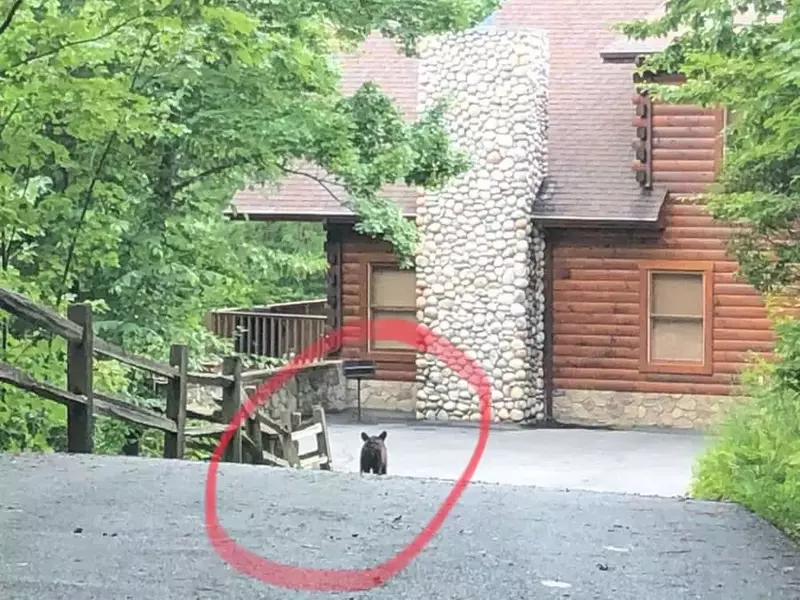 3 Little Bears Lodge
