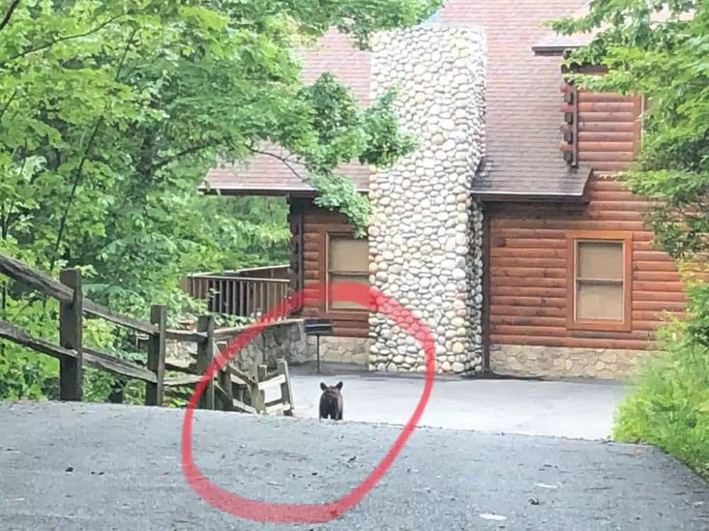 3 Little Bears Lodge