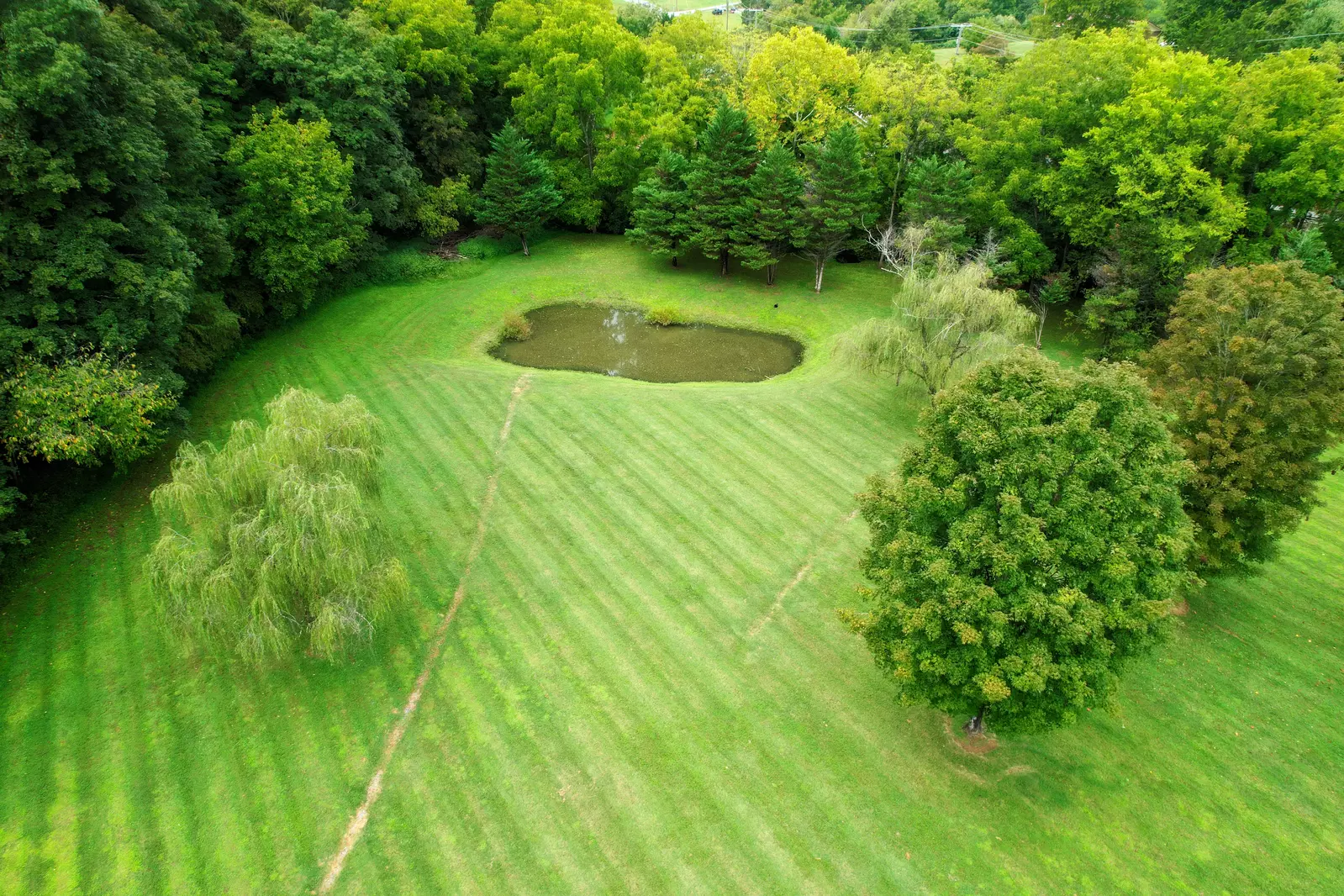 Keaton's Firefly Meadow