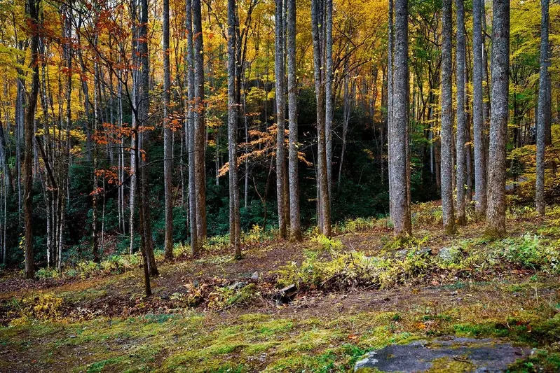 Little Mountain Hideaway